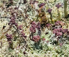 Cladonia parasitica
