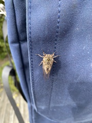 Amphipsalta cingulata