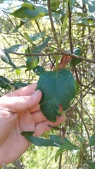 Ageratina tinifolia