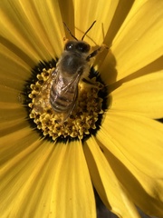 Apis mellifera