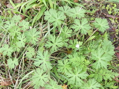 Geranium carolinianum