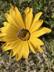 Apis mellifera