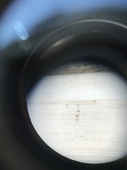 Charadrius bicinctus