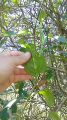 Ageratina tinifolia