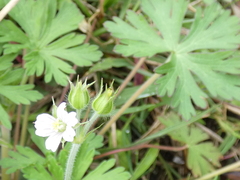 Geranium carolinianum