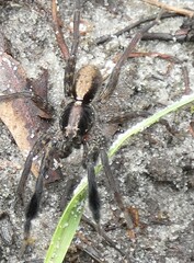 Schizocosa crassipes