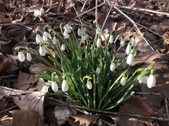 Galanthus