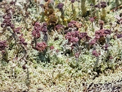 Cladonia parasitica