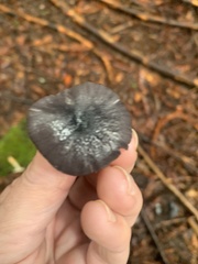 Entoloma serrulatum