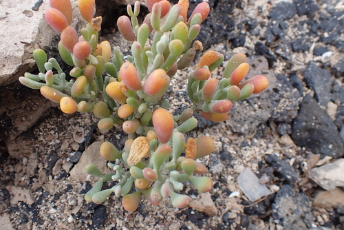 Tetraena fontanesii image