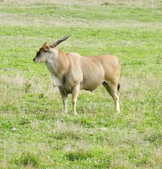Tragelaphus oryx pattersonianus