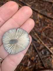 Entoloma serrulatum