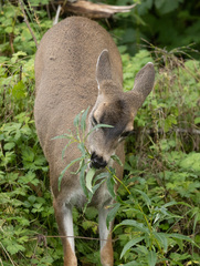 Odocoileus hemionus sitkensis