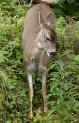 Odocoileus hemionus sitkensis