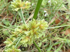 Cyperus surinamensis