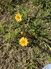 Dimorphotheca sinuata