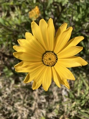 Dimorphotheca sinuata