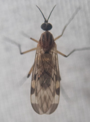 Sylvicola fenestralis