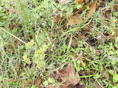 Cyperus surinamensis