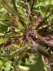 Dimorphotheca sinuata