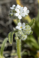 Cryptantha pterocarya