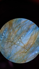 Lamprospora seaveri