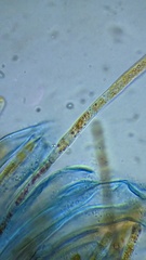 Lamprospora seaveri