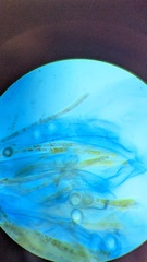 Lamprospora seaveri