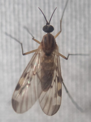 Sylvicola fenestralis
