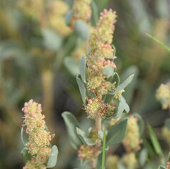 Atriplex gardneri