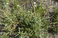 Cryptantha pterocarya