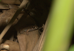 Adenomera hylaedactyla