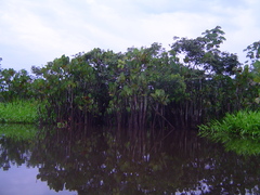 Montrichardia linifera
