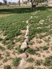 Oncosiphon pilulifer