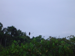 Helicolestes hamatus