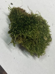 Herzogiella striatella