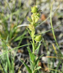 Penstemon albidus