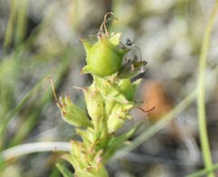Penstemon albidus