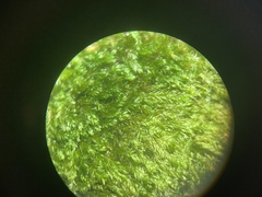 Herzogiella striatella