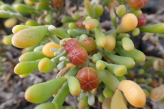 Tetraena fontanesii image