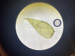 Herzogiella striatella