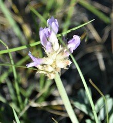 Astragalus laxmannii