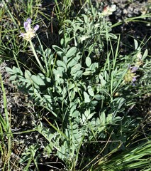 Astragalus laxmannii
