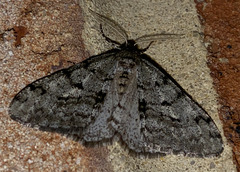 Phigalia denticulata