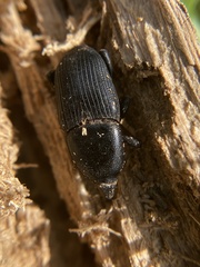 Scyphophorus yuccae