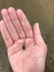 Pelodryadidae
