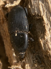 Scyphophorus yuccae