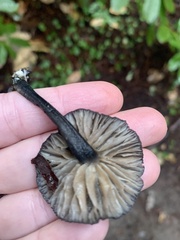 Entoloma subcarneum