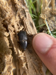 Scyphophorus yuccae