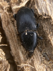 Scyphophorus yuccae